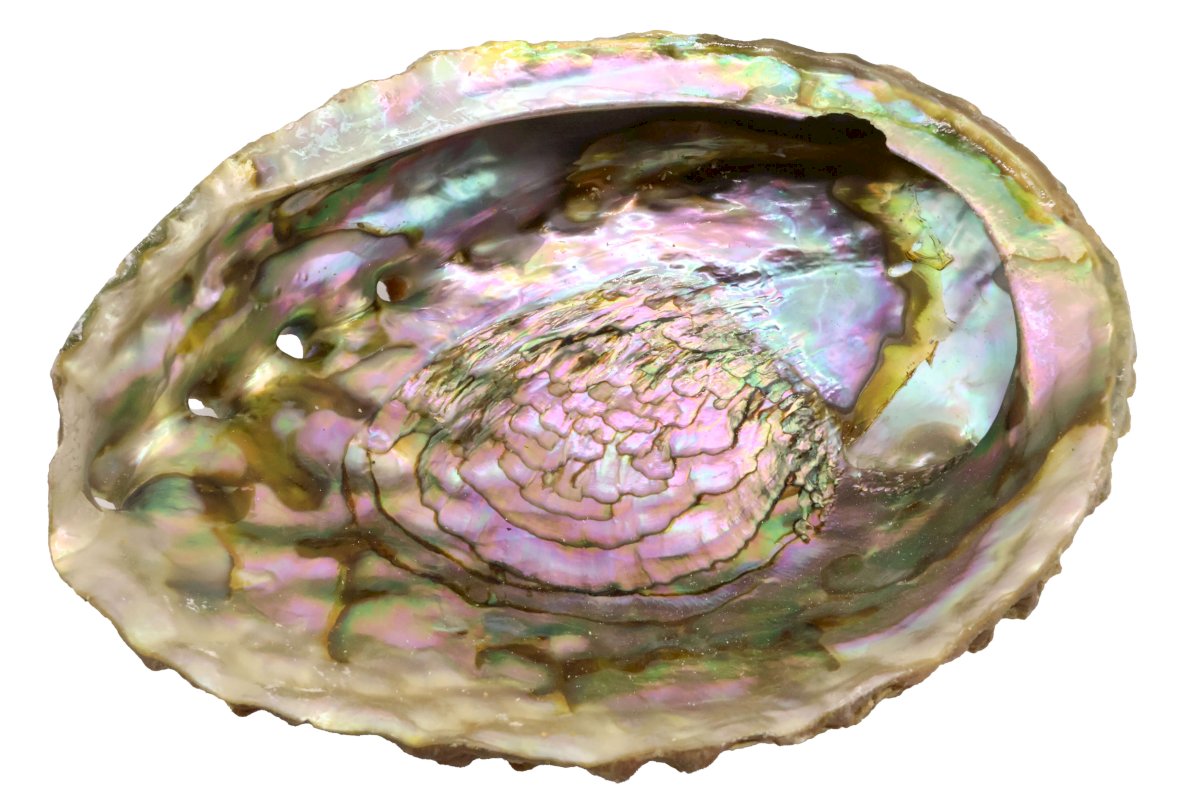 Coquille d'Ormeau Rose 12-15cm