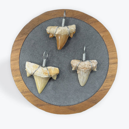 Pendentif Dent de Requin - 2,5x2,5 cm