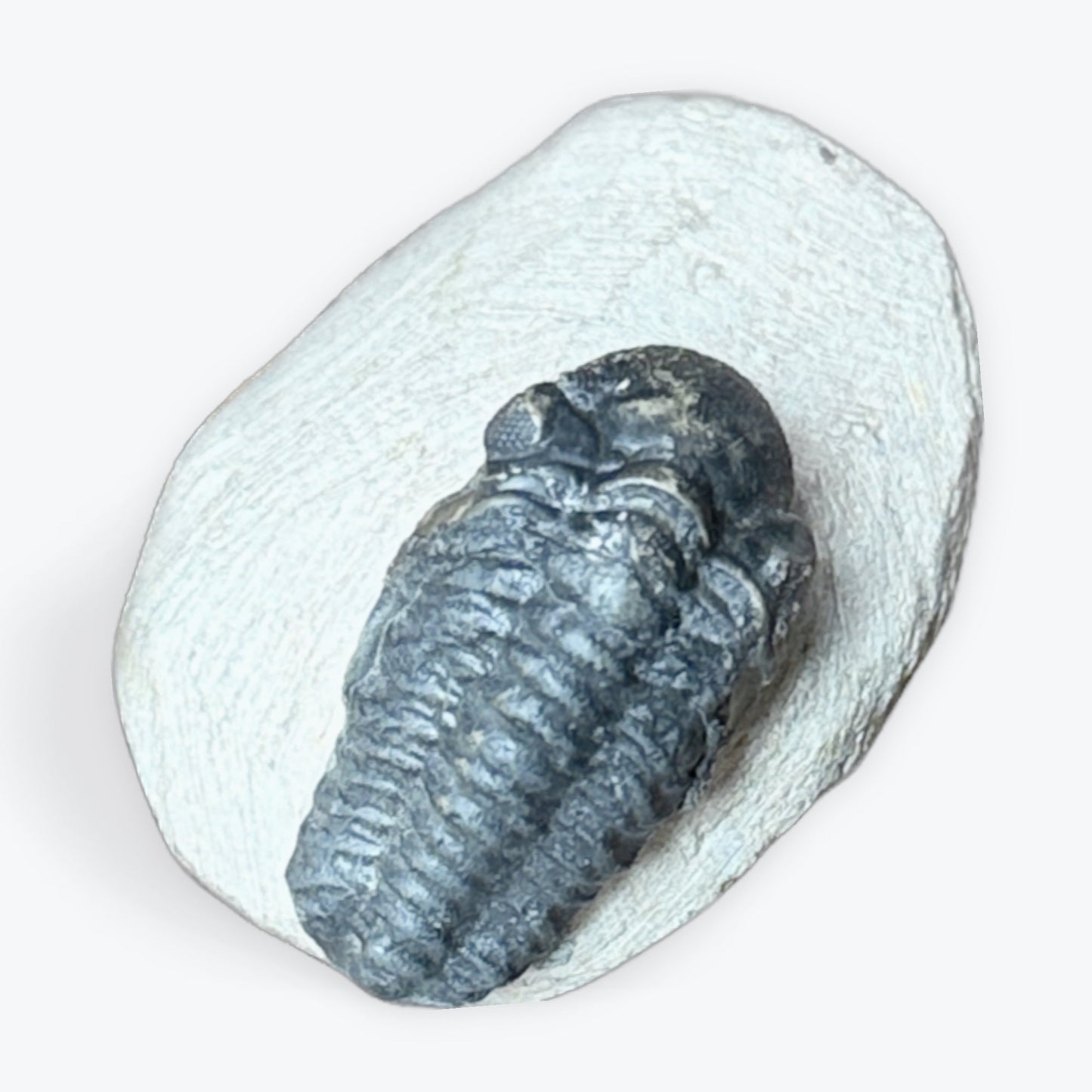 Fossile de Trilobite - 4
