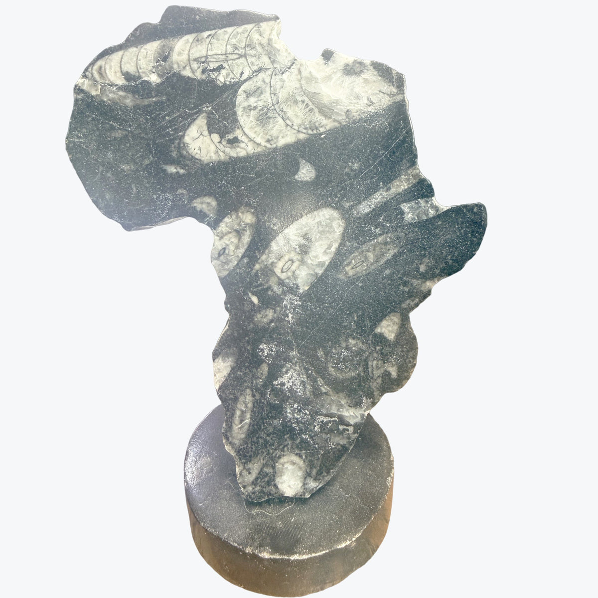 Pièces décoratives, continent, Africain, représentés en Orthocéras Naturel – 12x9cm
