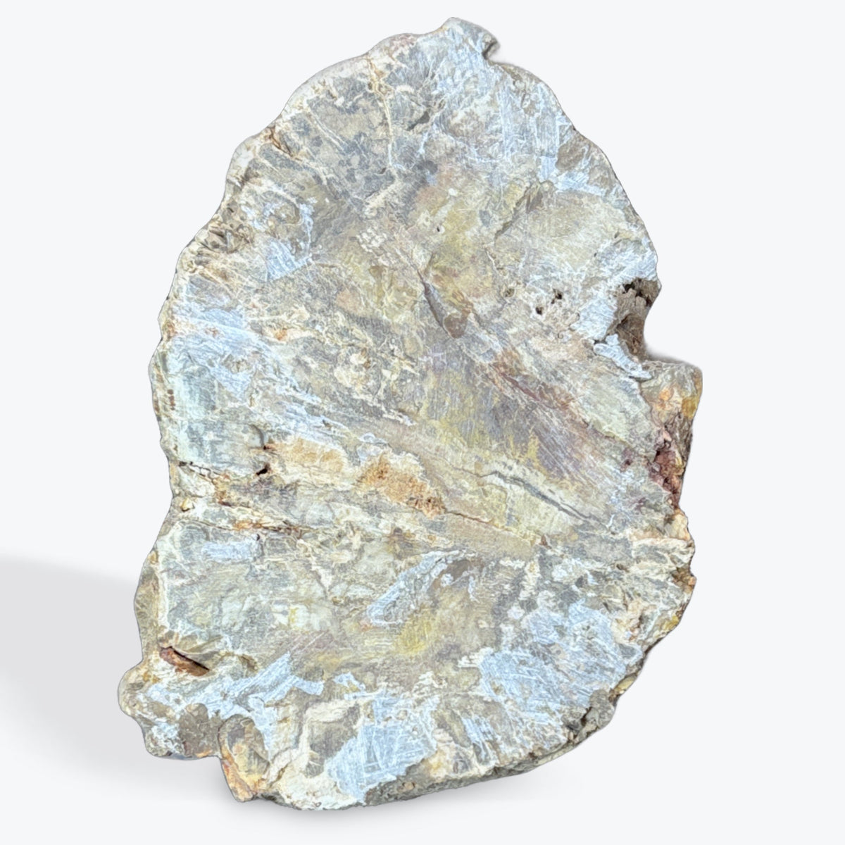 Tranche bois fossilisé