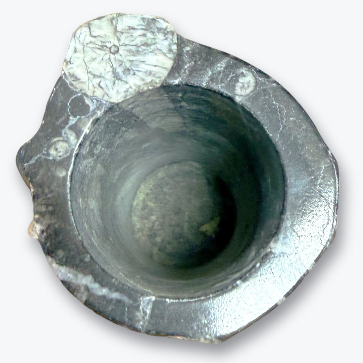 Pièce de collection en Orthocéras Naturel – 14x6 cm – 765 g – provenance Maroc - Pièce unique