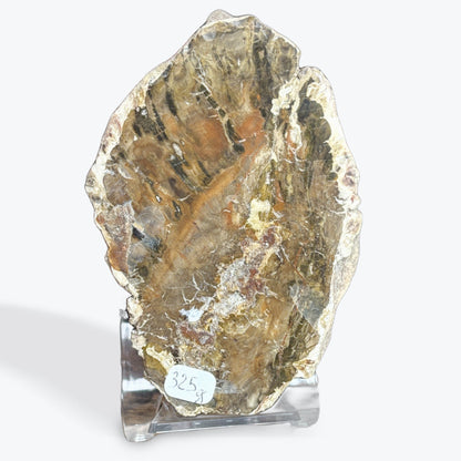 Bracelet Bois Fossile