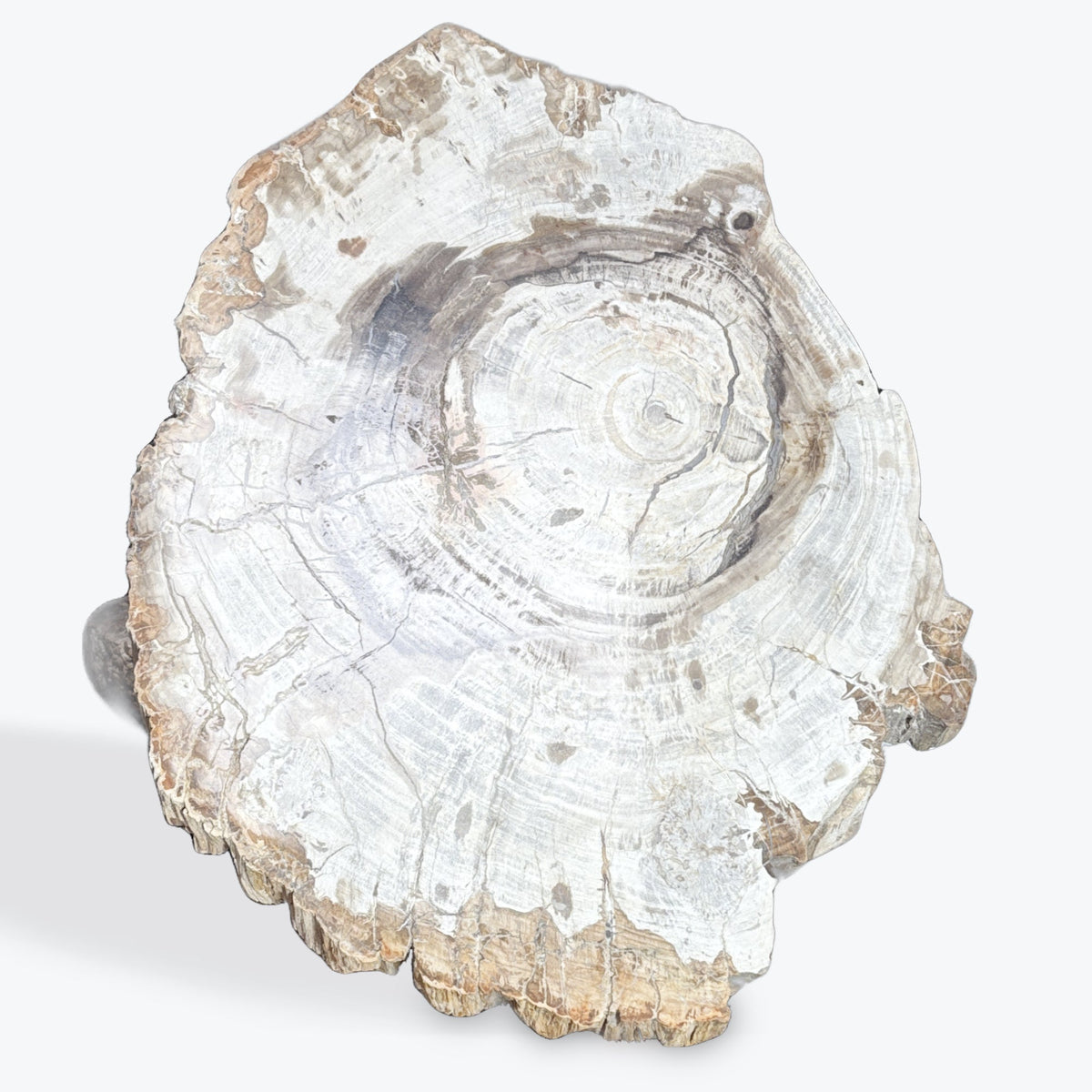 Tranche bois fossilisé