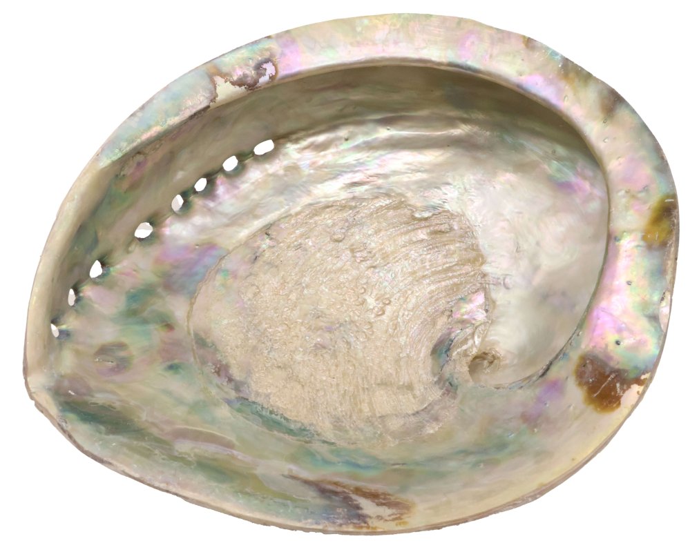 Coquille d'Ormeau Naturelle XL 15-16cm