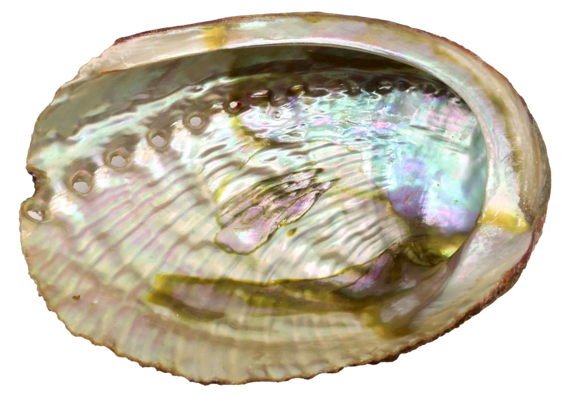 Coquille d'Ormeau Naturelle Verte 'Haliotis' 10-12cm