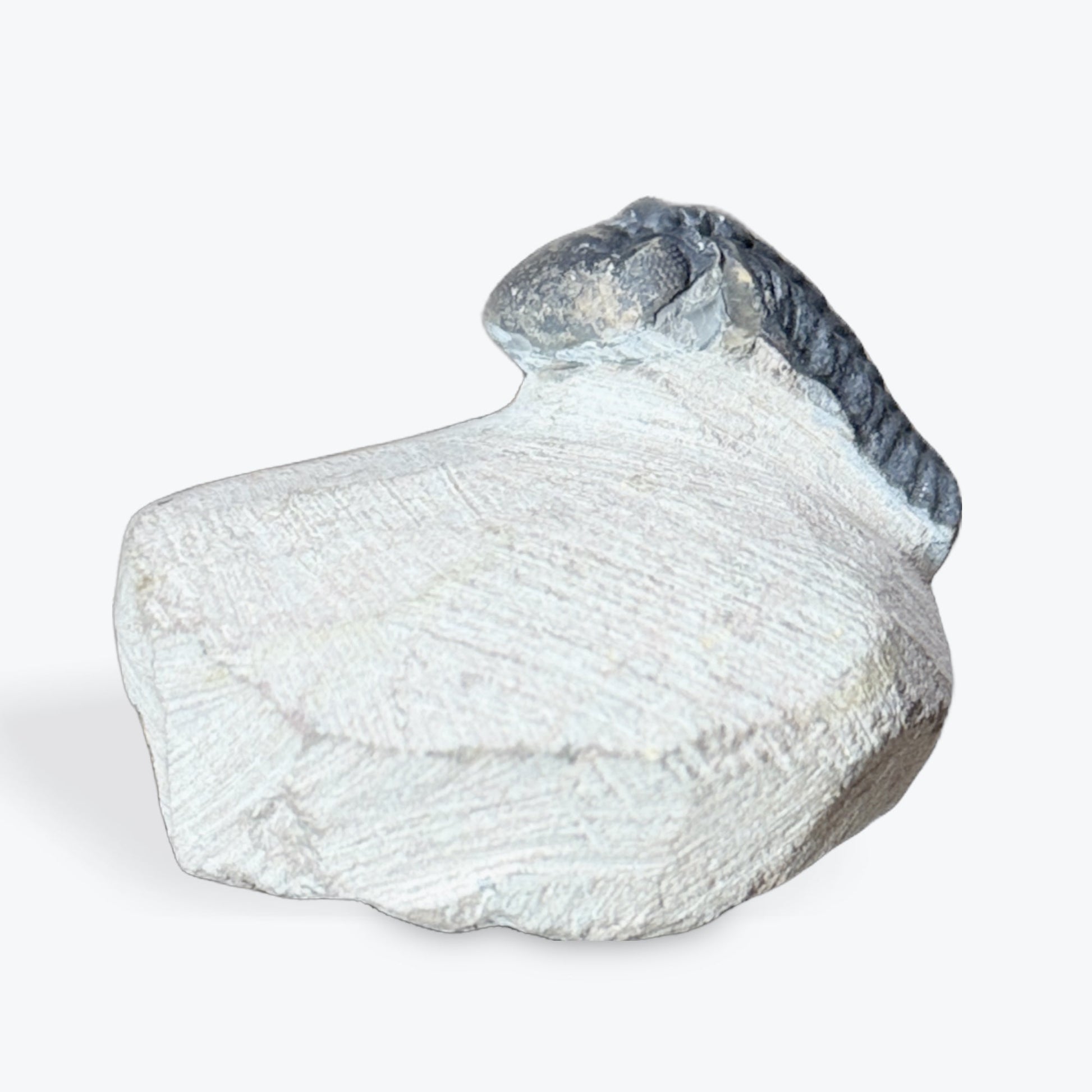 Fossile de Trilobite - 2