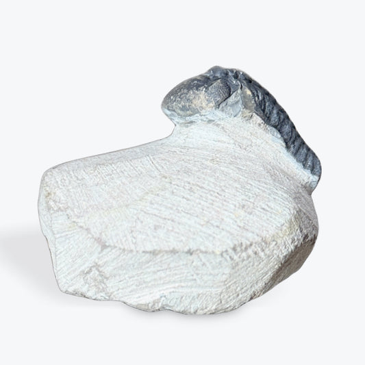 Fossile de Trilobite - 2