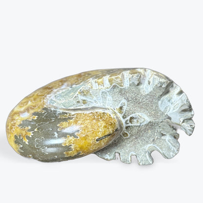Grande Ammonite magnifique