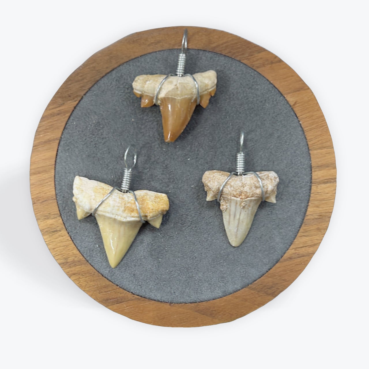 Pendentif Dent de Requin 2,5cm