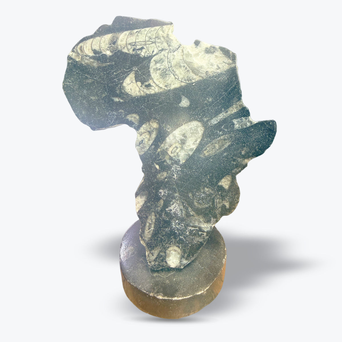 Afrique décoration en Orthocéras Naturel - Pièce unique