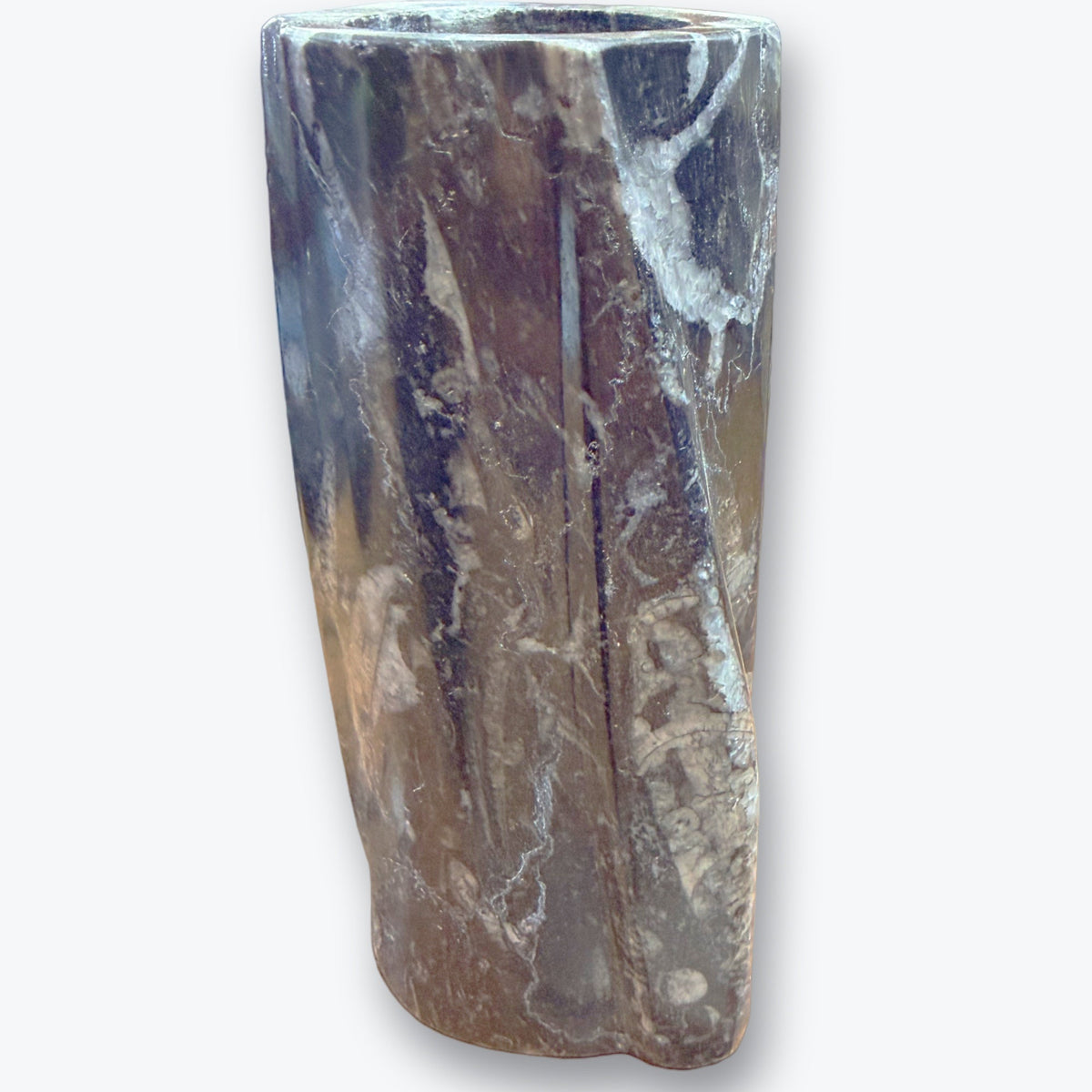 Pièce de collection en Orthocéras Naturel – 14x6 cm – 765 g – provenance Maroc - Pièce unique