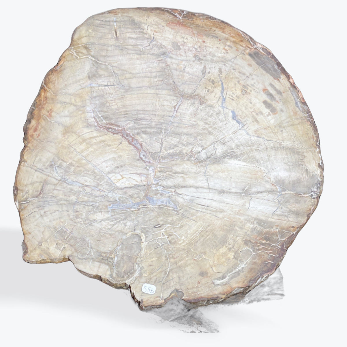 Tranche bois fossilisé
