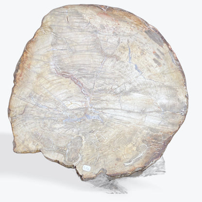 Tranche bois fossilisé