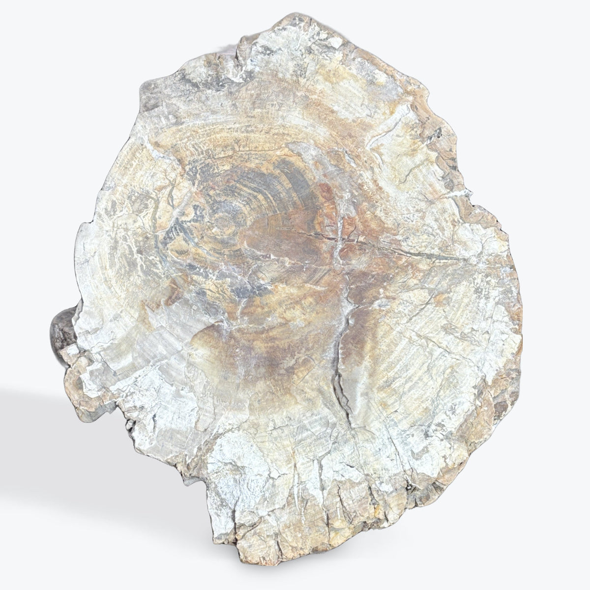 Tranche bois fossilisé