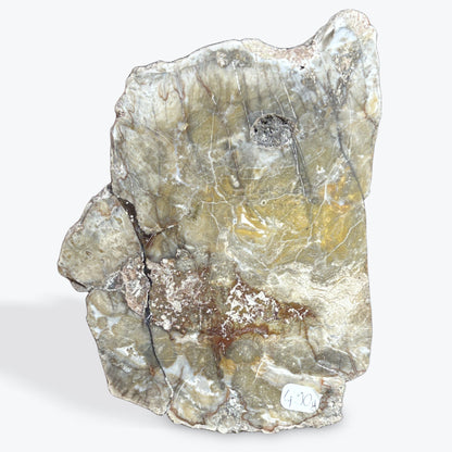 Tranche bois fossilisé