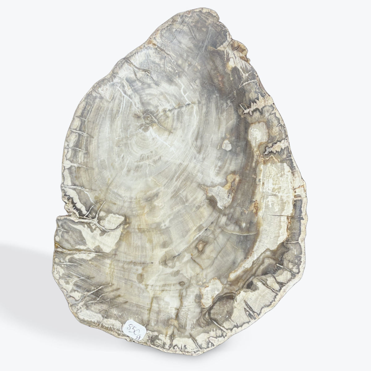 Tranche bois fossilisé – photo 4