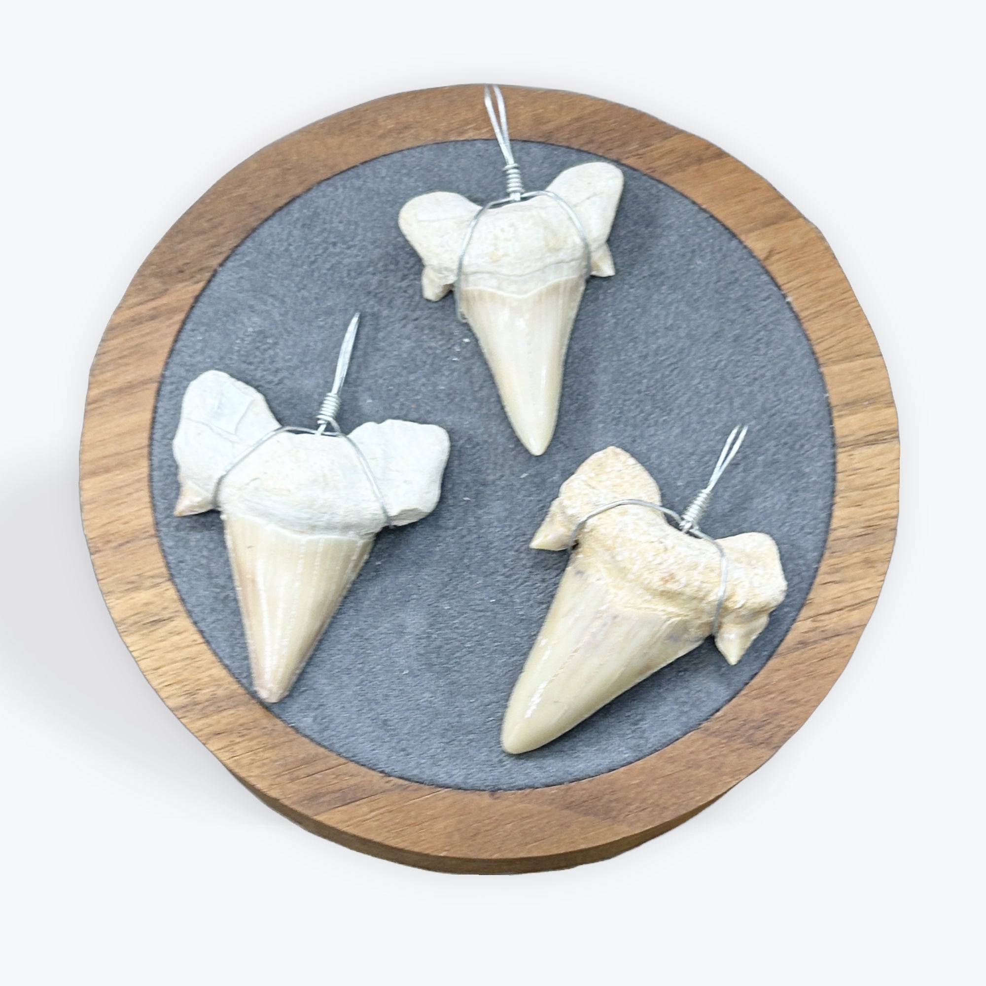 Pendentif Dent de requin - 4,5x3 cm