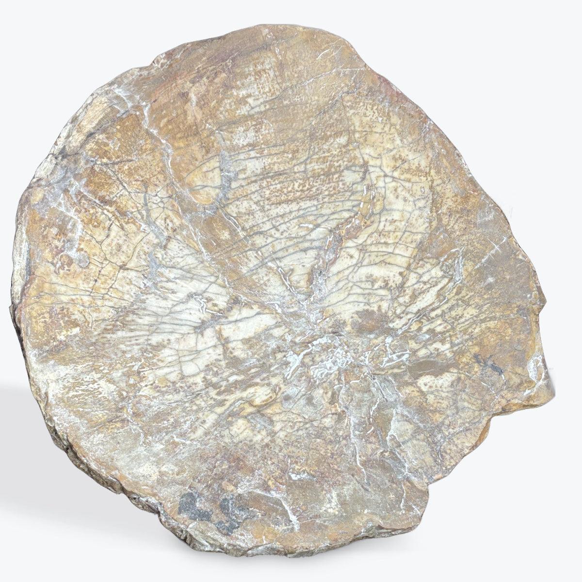 Tranche bois fossilisé
