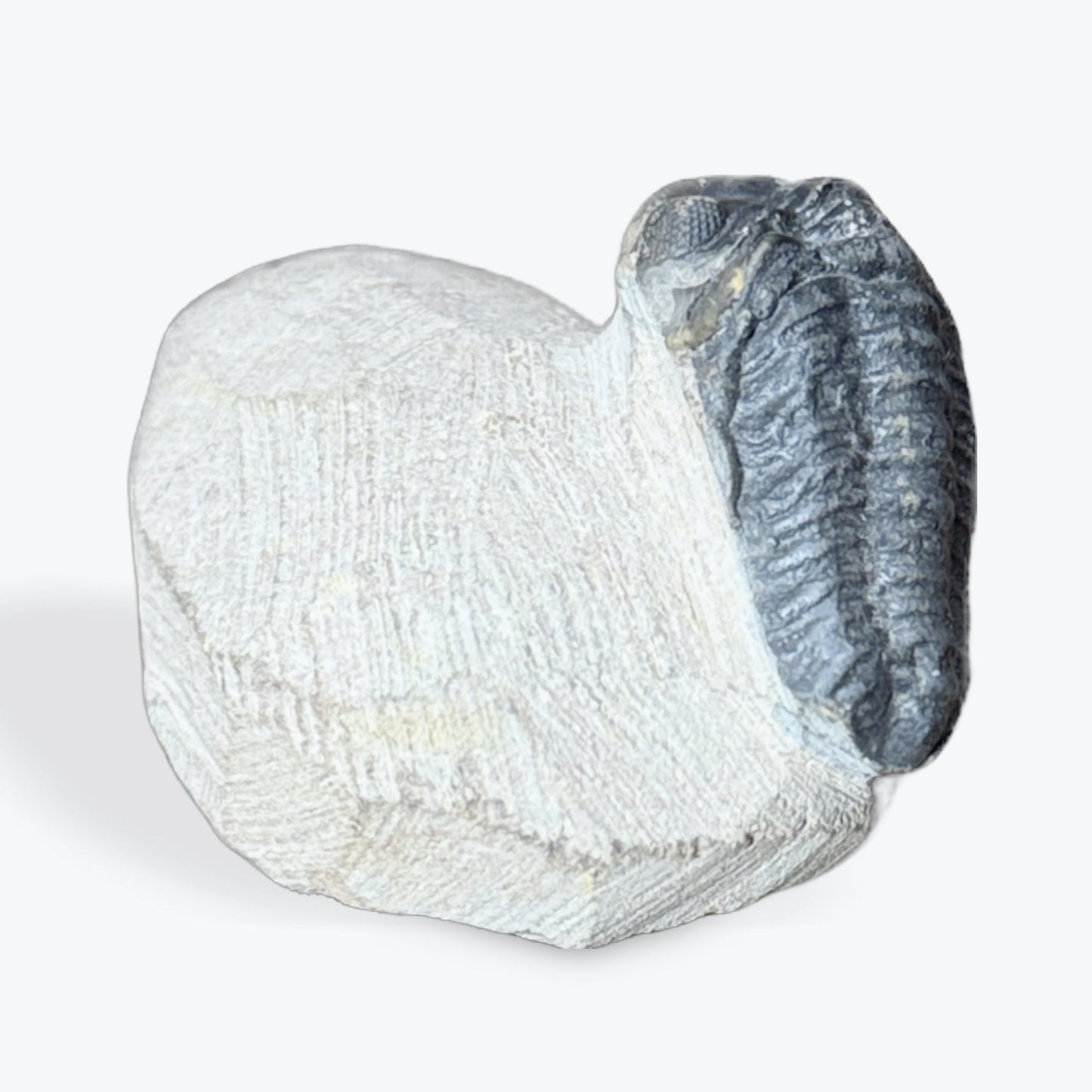 Fossile de Trilobite - 3