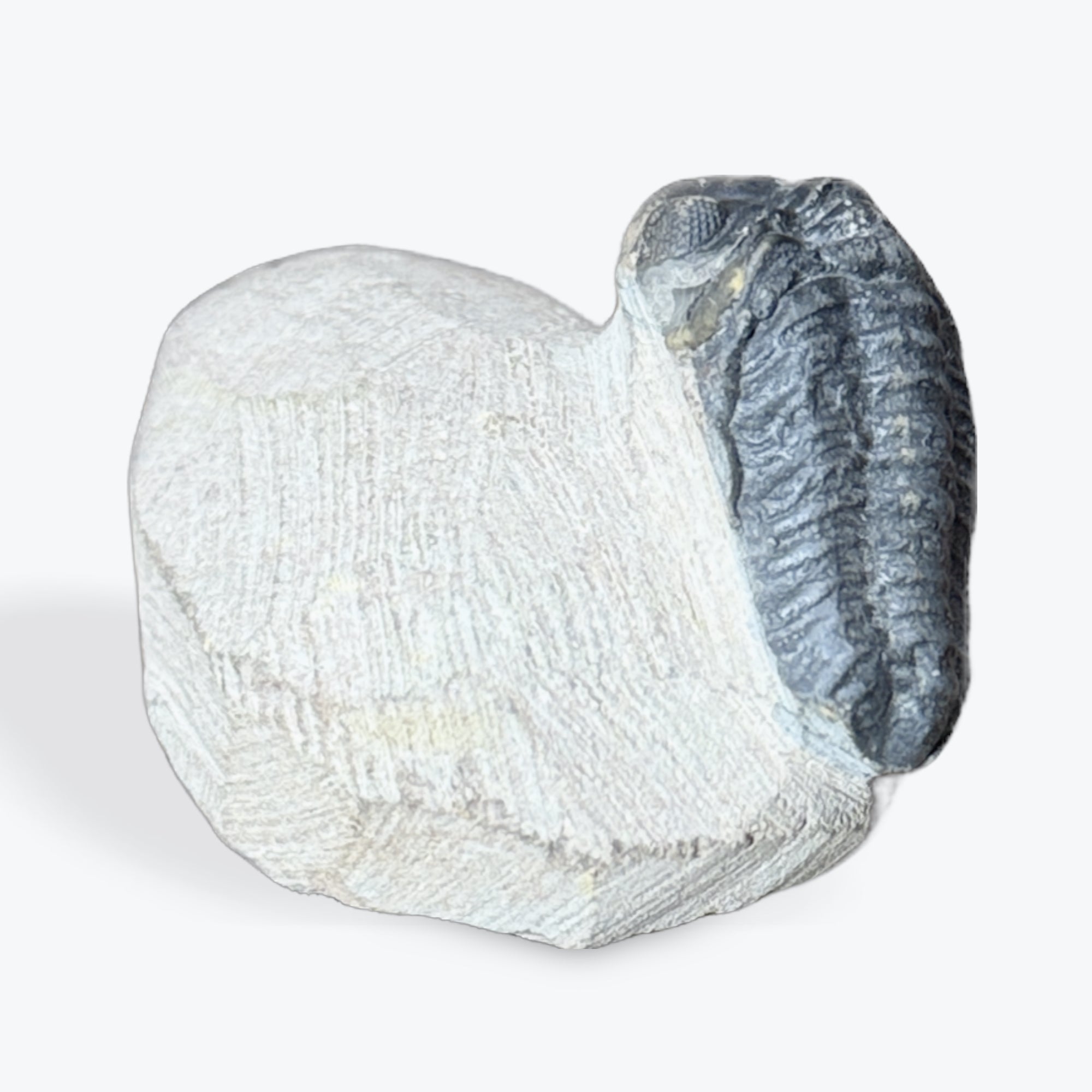 Fossile de Trilobite - 3