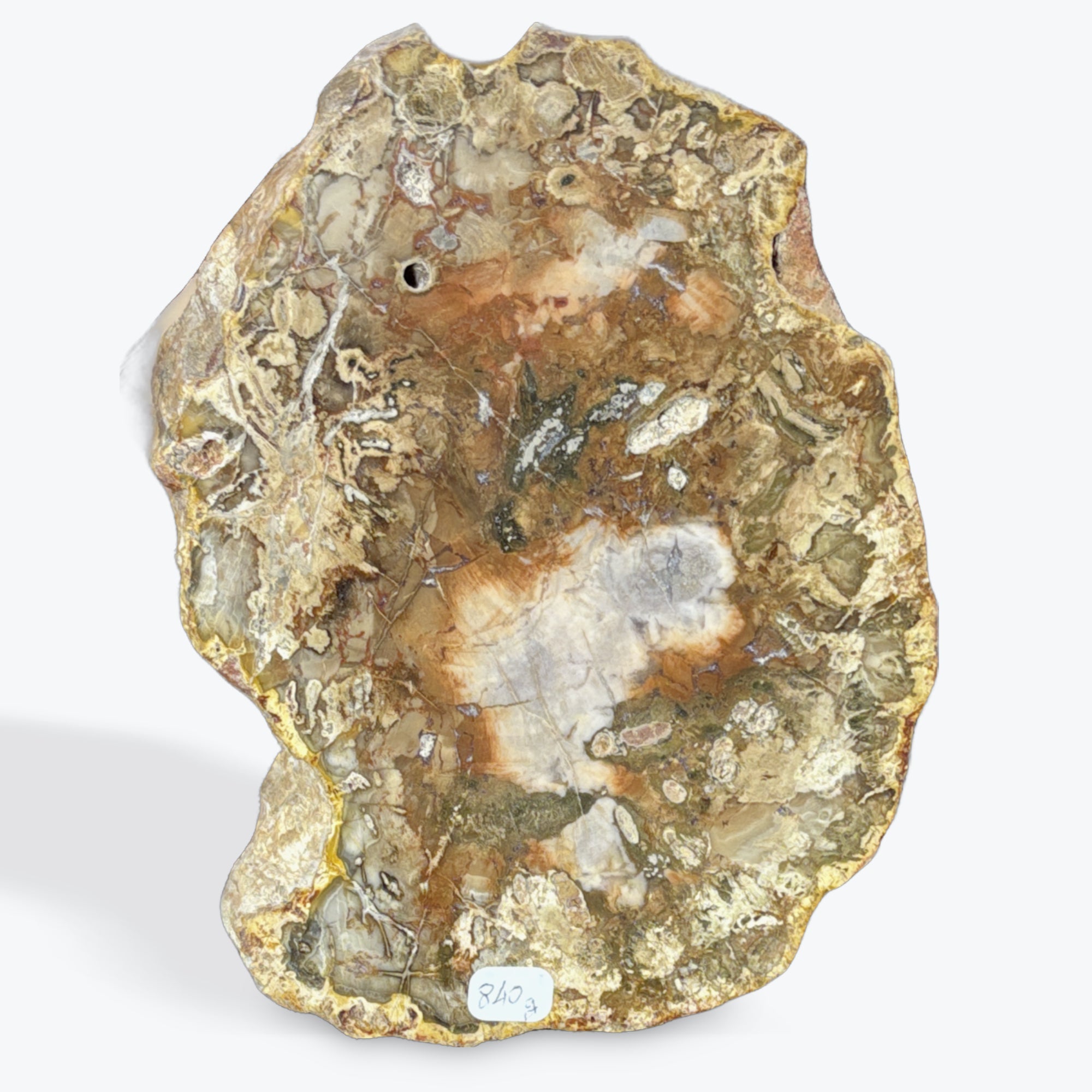 Tranche bois fossilisé