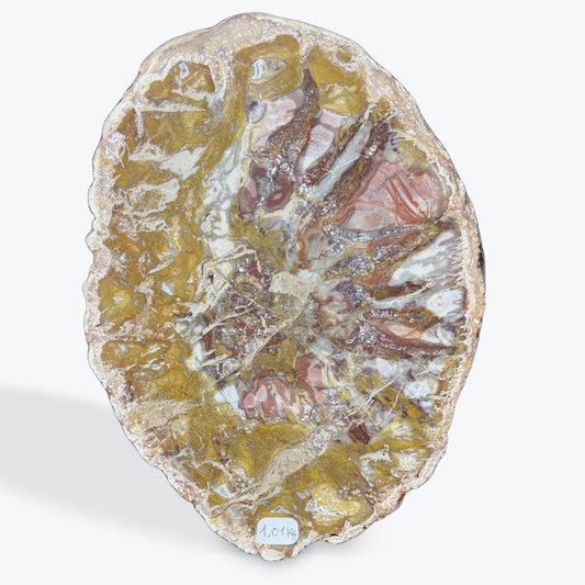 Tranche bois fossilisé