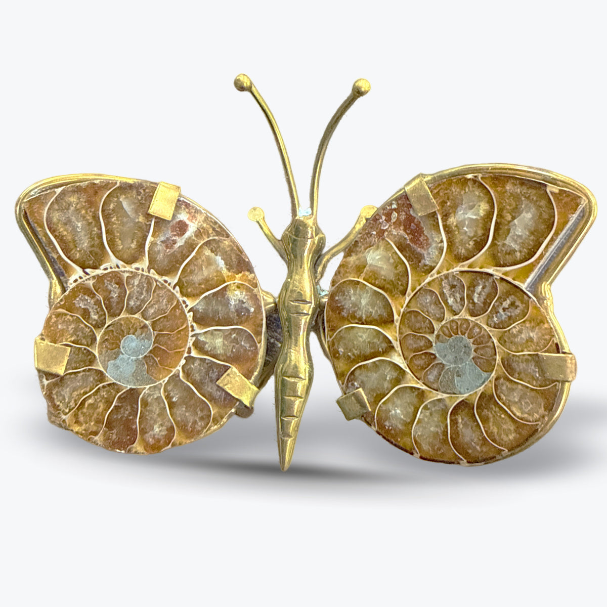 Papillon en Ammonite Naturelle polie, corps, Madagascar - Pièce unique | 68gr - 9x6,5cm