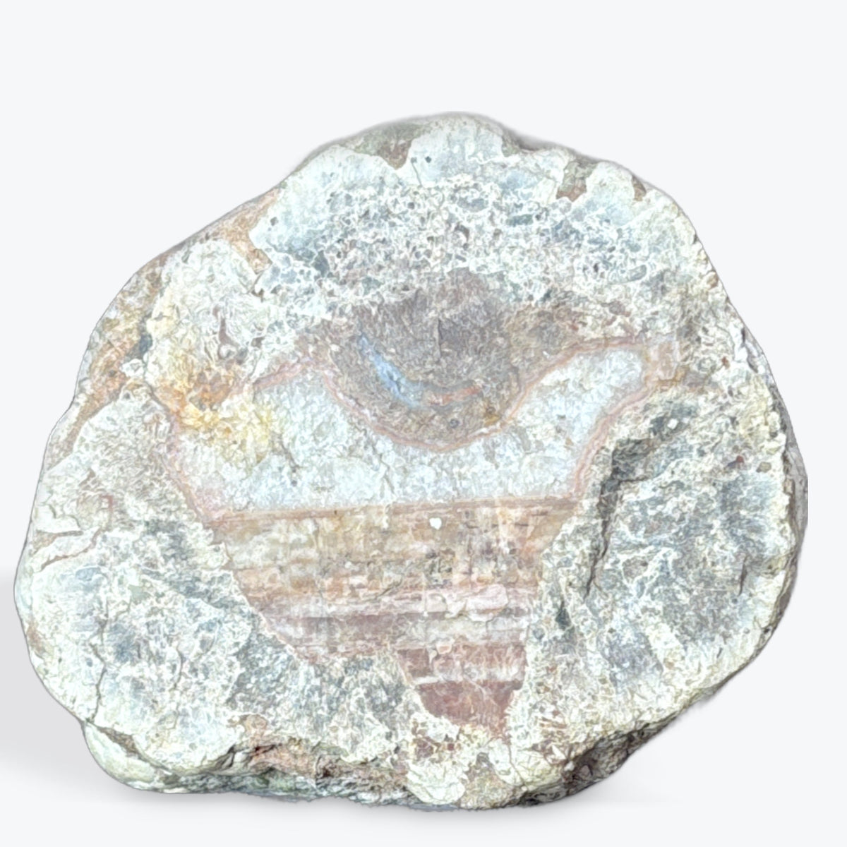 Tranche bois fossilisé