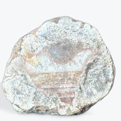 Tranche bois fossilisé