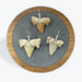 Pendentif Dent de Requin - 2,5x2,5 cm