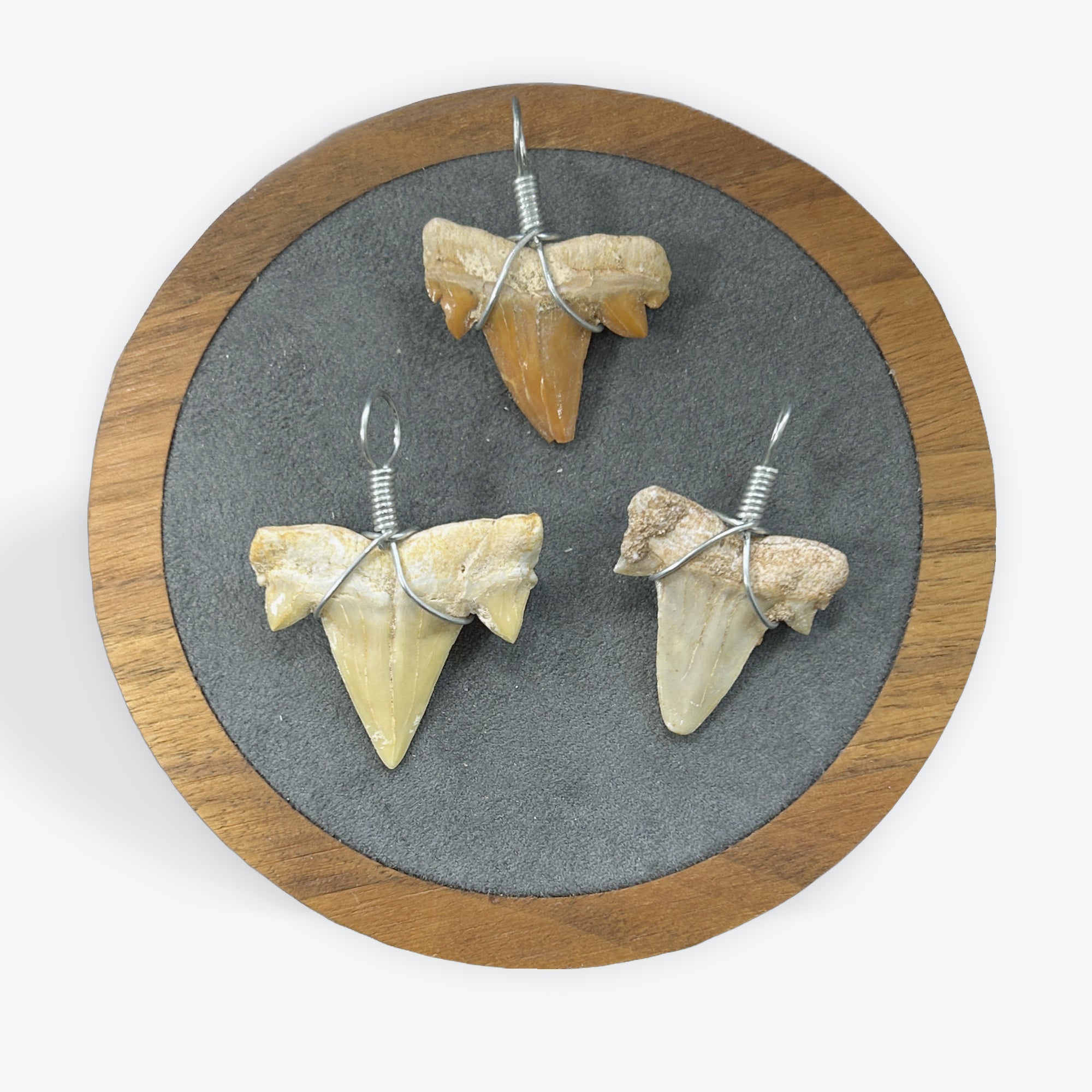 Pendentif Dent de Requin - 2,5x2,5 cm