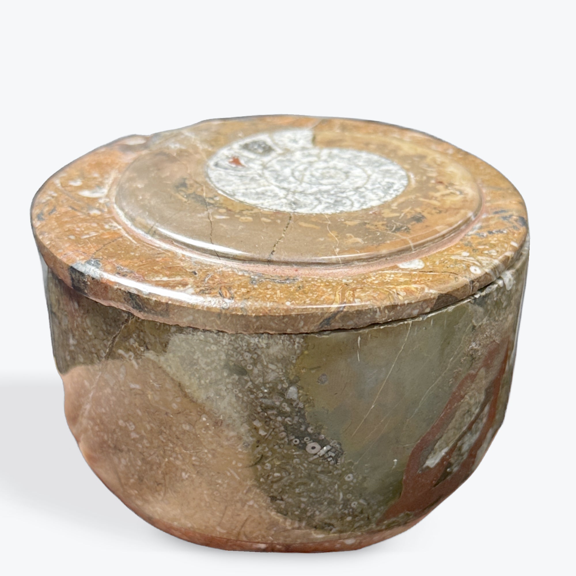Boite de rangement en fossiles naturels de Orthocéras