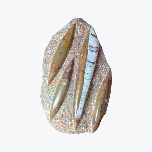 Pierre brute en Orthocéras Naturel – 30x18 cm – 2636 g – provenance Maroc - Pièce unique