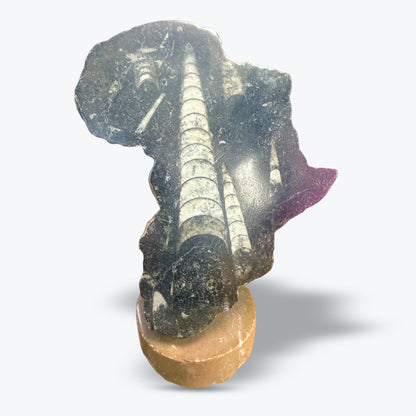 Afrique décoration en Orthocéras Naturel - Pièce unique
