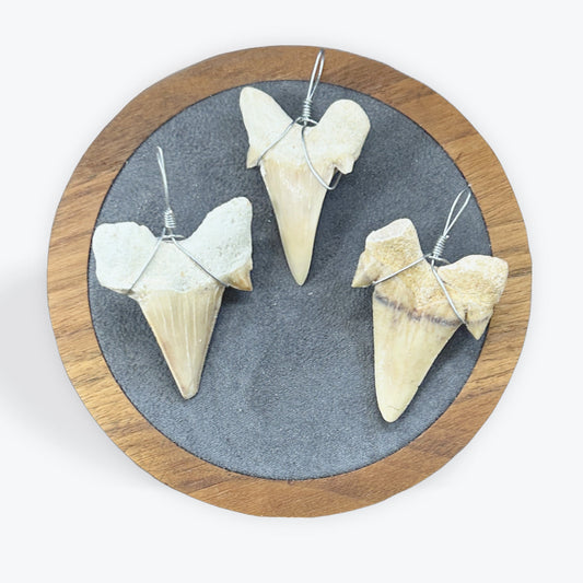 Pendentif Dent de requin - 4,5x3 cm