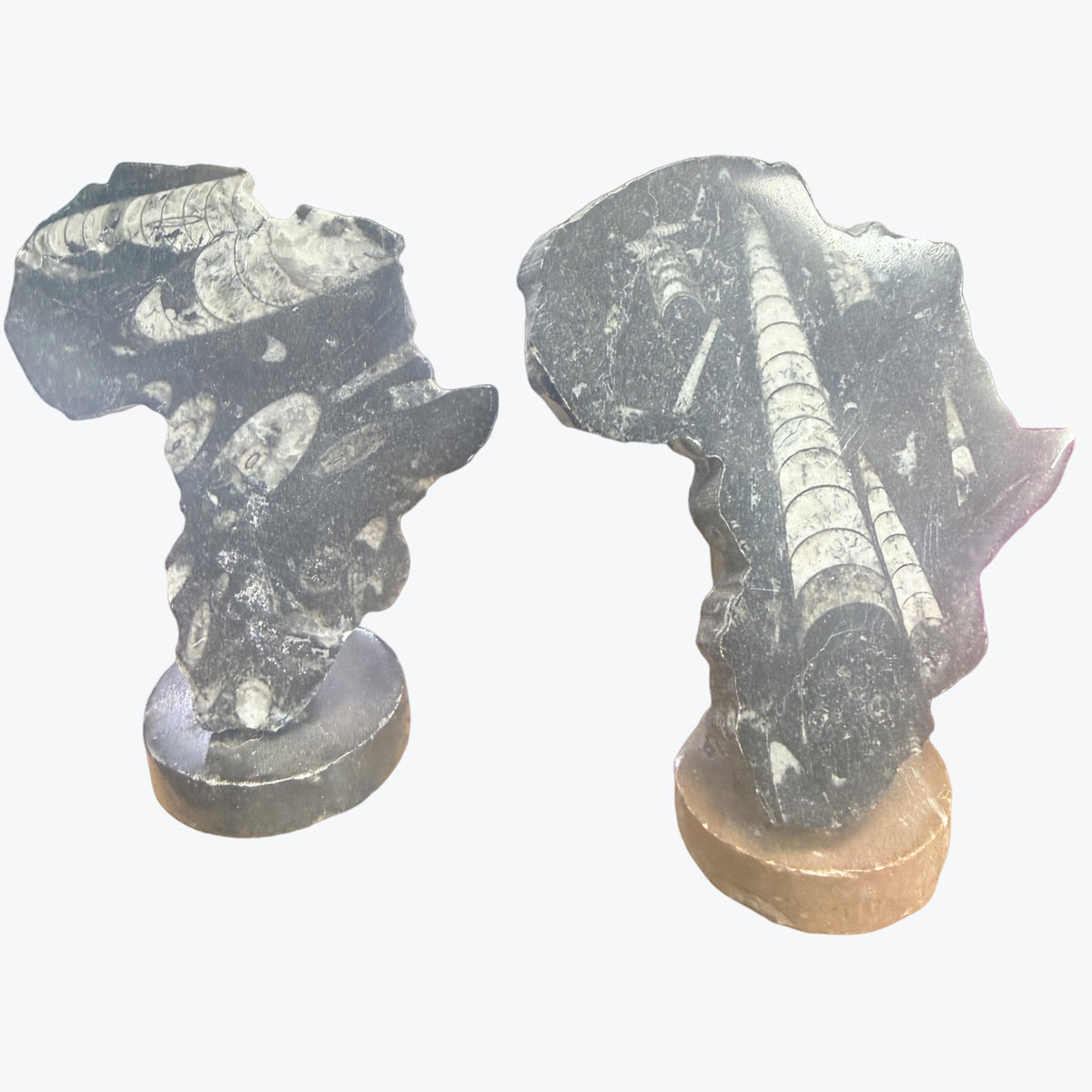 Pièces décoratives, continent, Africain, représentés en Orthocéras Naturel – 12x9cm