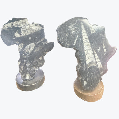 Pièces décoratives, continent, Africain, représentés en Orthocéras Naturel – 12x9cm