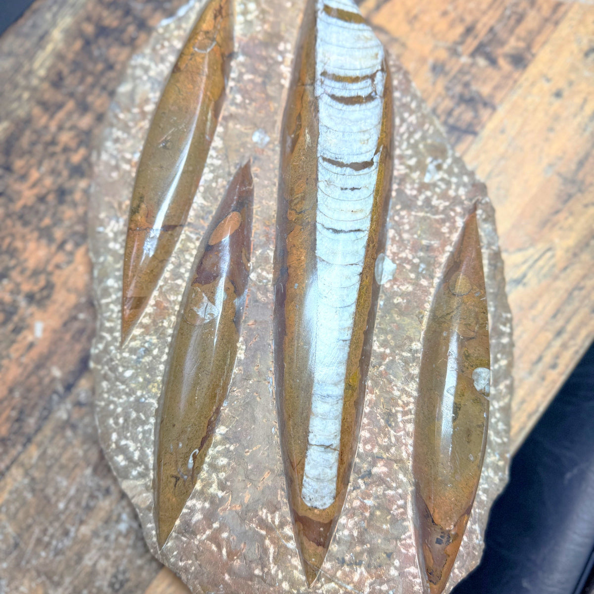 Pierre brute en Orthocéras Naturel – 30x18 cm – 2636 g – provenance Maroc - Pièce unique