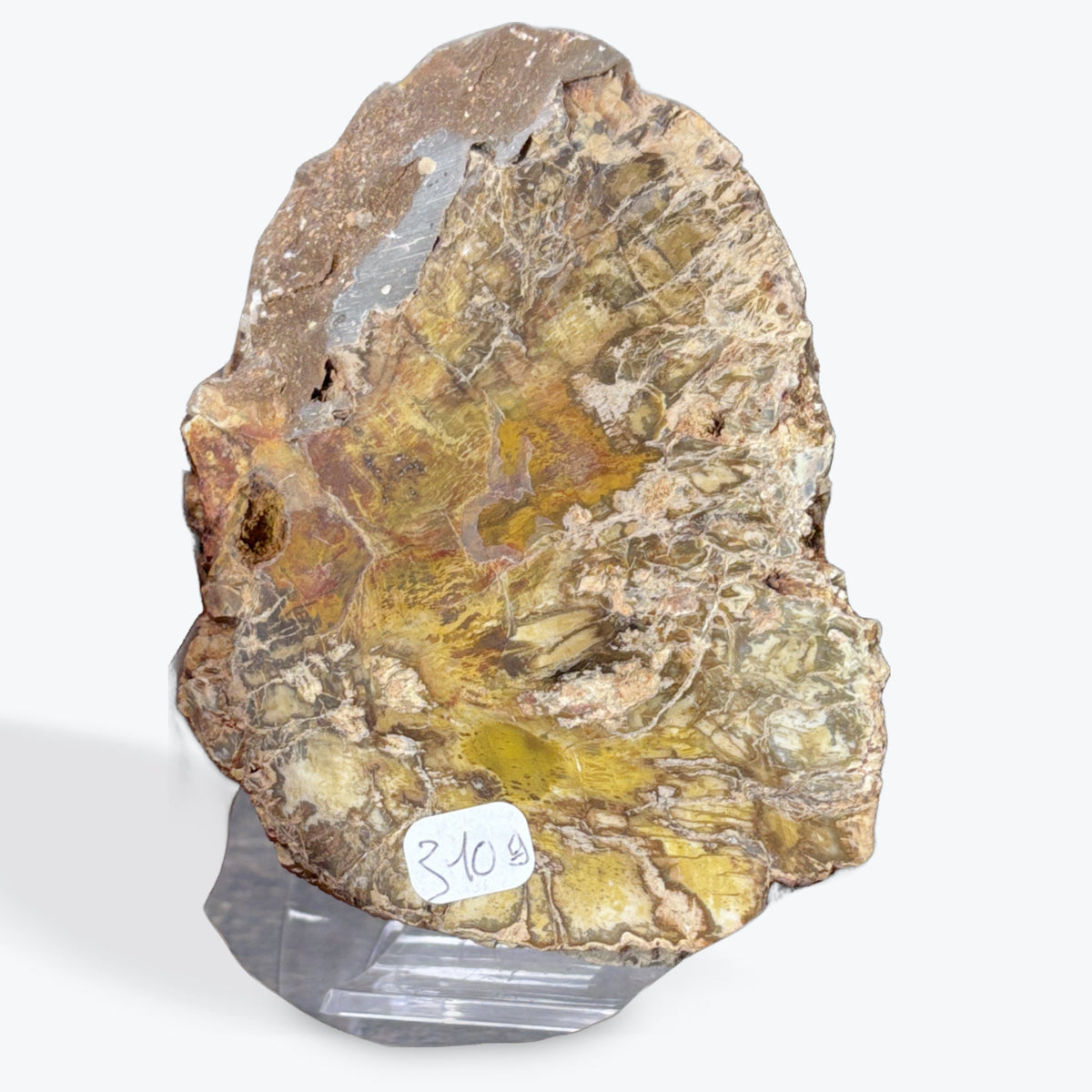 Tranche bois fossilisé – photo 3