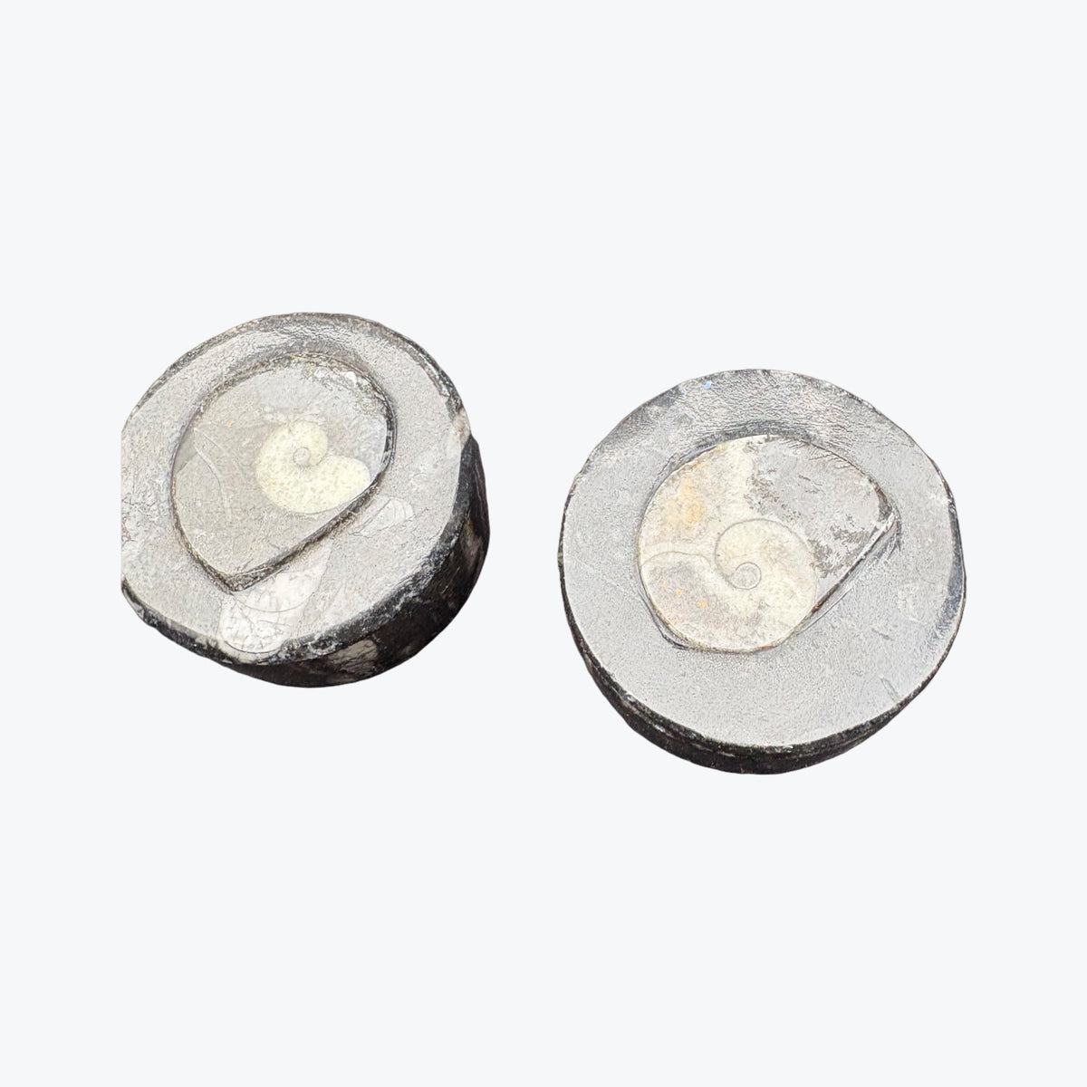 Boîte rangement en orthoceras fossiles marin