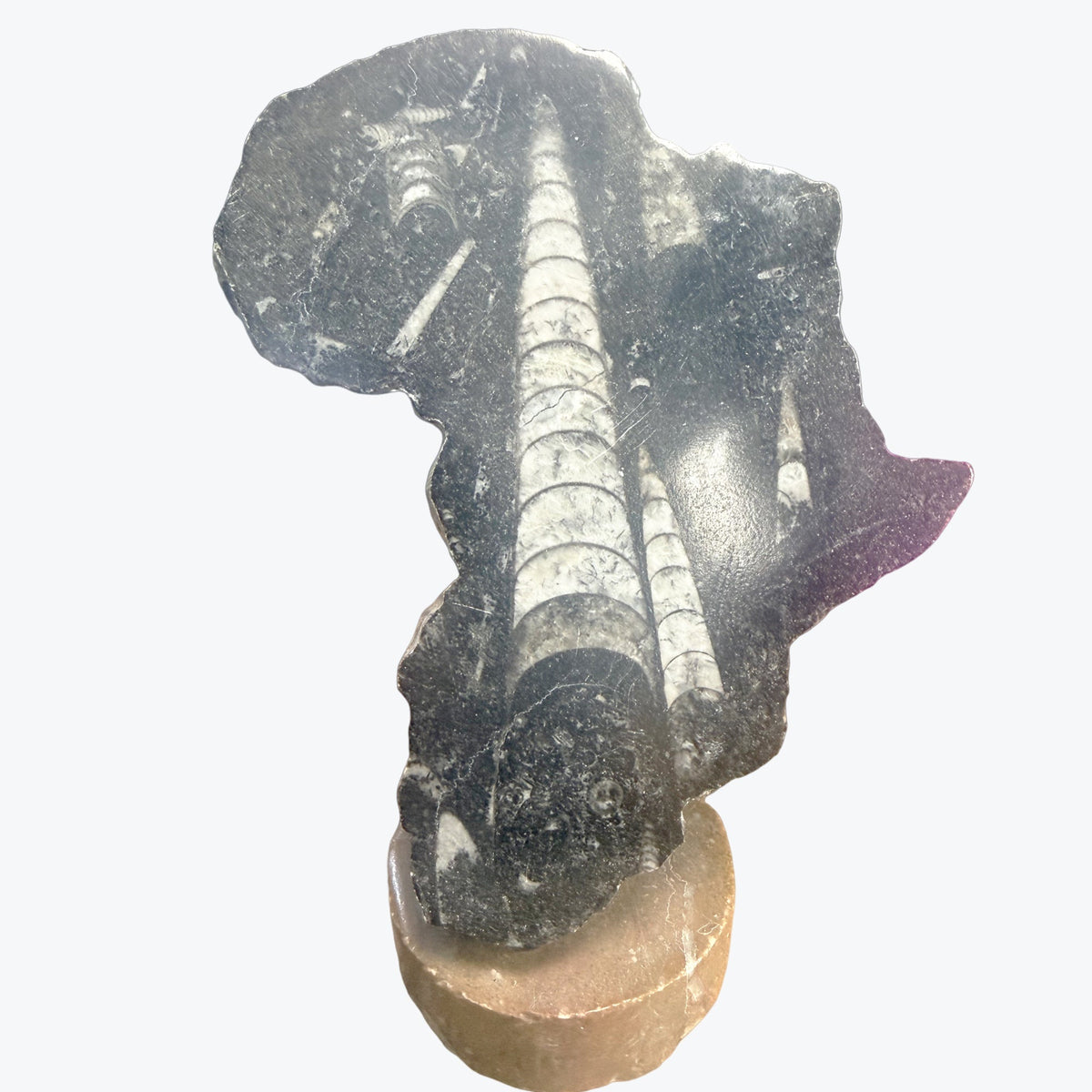 Pièces décoratives, continent, Africain, représentés en Orthocéras Naturel – 12x9cm