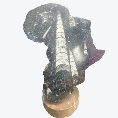 Pièces décoratives, continent, Africain, représentés en Orthocéras Naturel – 12x9cm