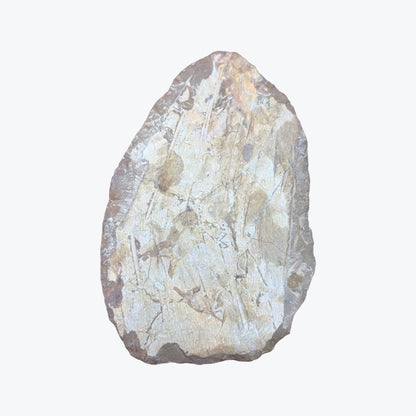Pierre brute en Orthocéras Naturel – 30x18 cm – 2636 g – provenance Maroc - Pièce unique
