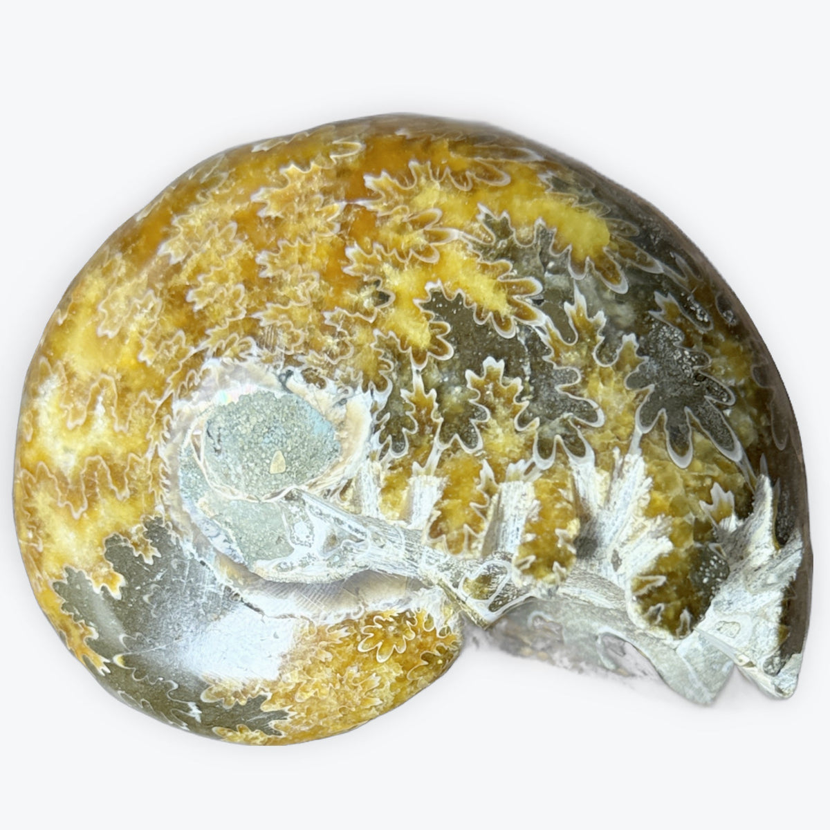 Grande Ammonite magnifique