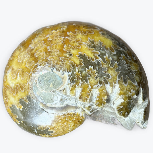 Grande Ammonite magnifique